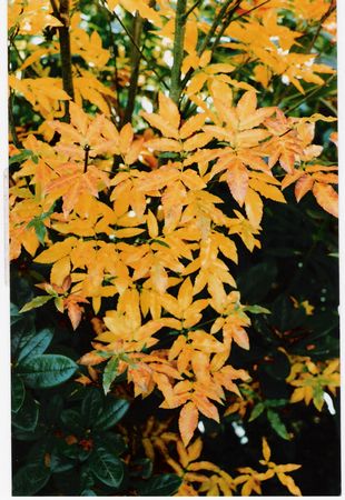 Eucryphia glutinosa Flora Plena